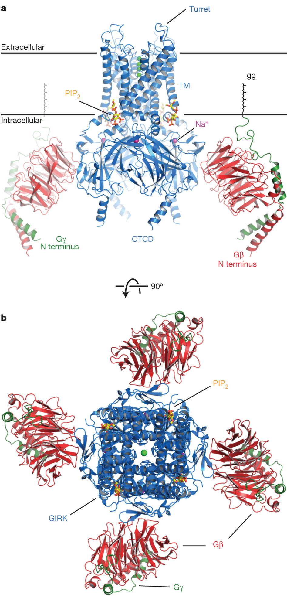 Overall GIRK2-βγ Crystal Structure