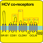 Membrane topologies of known HCV co-receptors: SR-BI, CD81, CLDN1 and OCLN. 