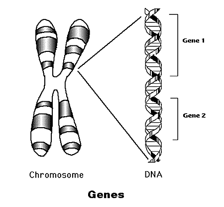 gene chromosome theory