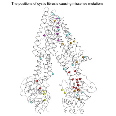 The positions of cystic fibrosis-causing missense mutations