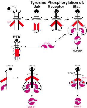 phosphorylation-small