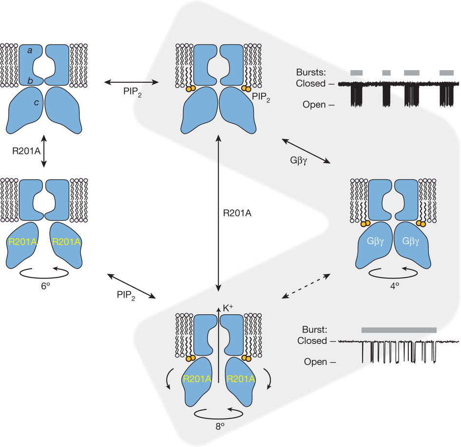 A model of gating regulation of GIRK channels