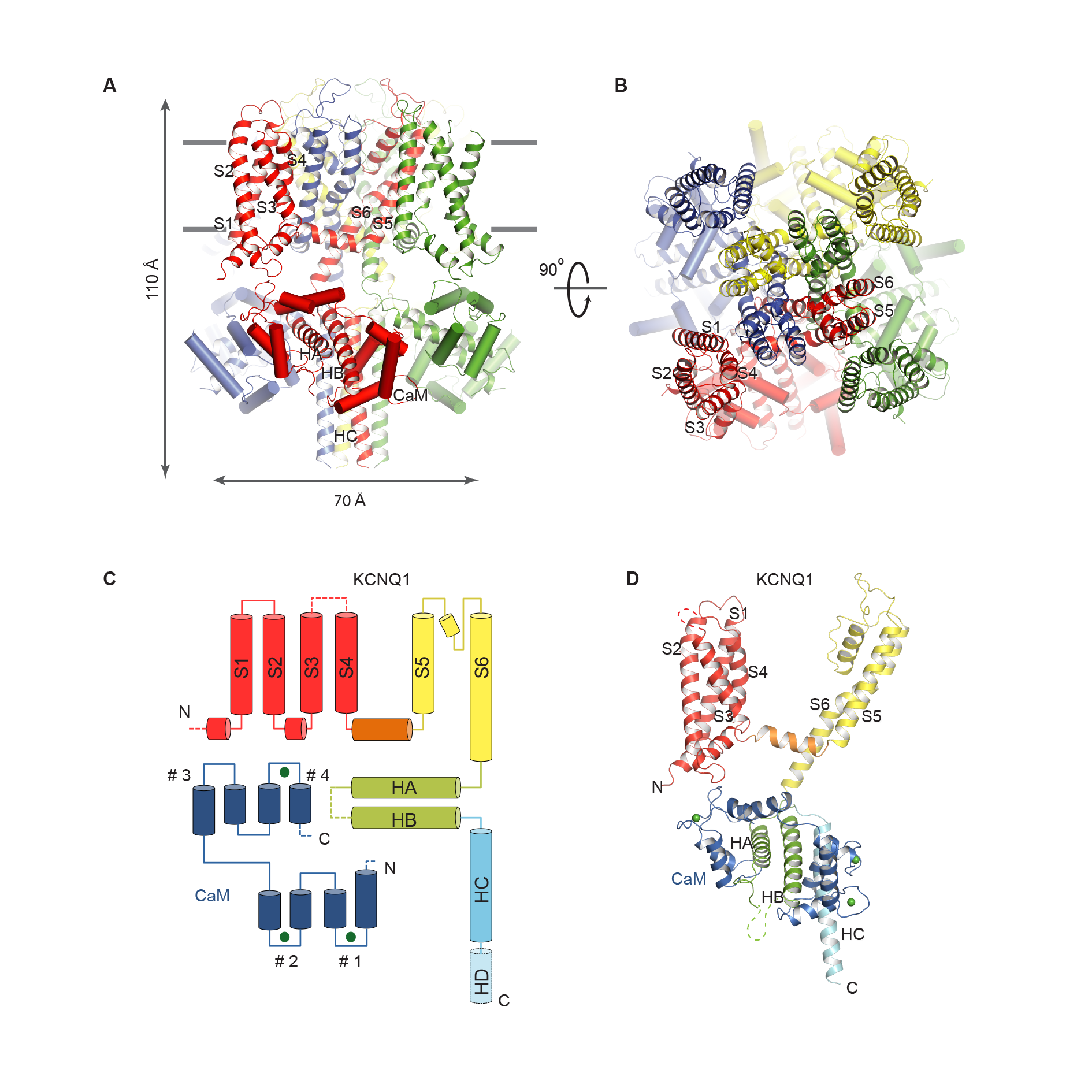 KCNQ1/CaM complex