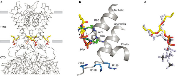 Kir Lipid Binding Site