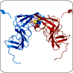 Crystal structure of NS5A domain I shows a groove that may bind RNA.