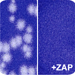 ZAP is a cellular protein that inhibits plaque formation by Sindbis virus.